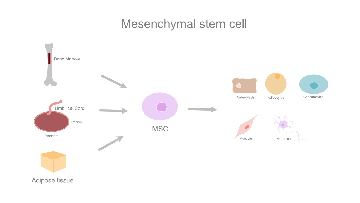 Diagram showing MSC sources, bone marrow, umbilical cord, adipose tissue, and their differentiation into various cell types