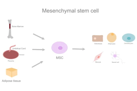 Mesenchymal Stem Cells (MSCs)