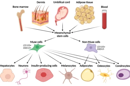 Muse Stem Cell Therapy