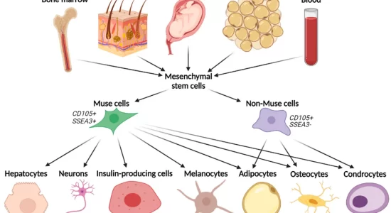 Muse Stem Cell Therapy