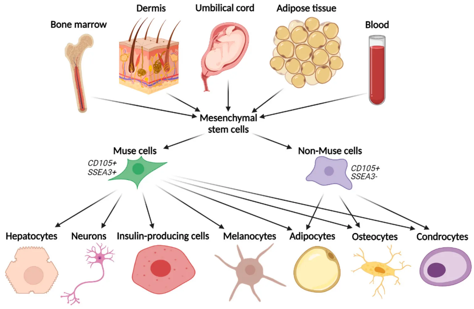 Muse Stem Cell Therapy