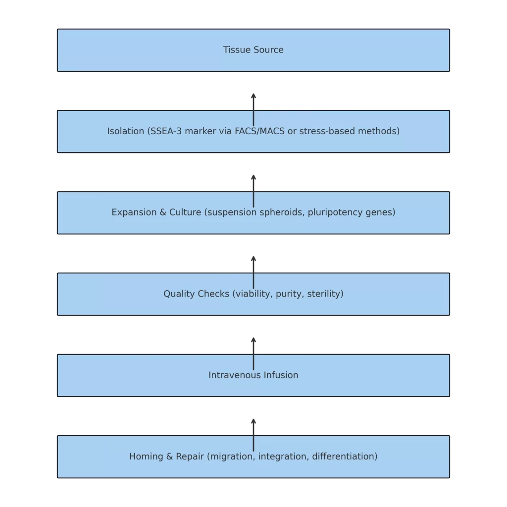 muse stem cell procedure flowchart